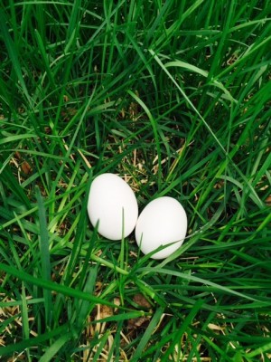 eggs