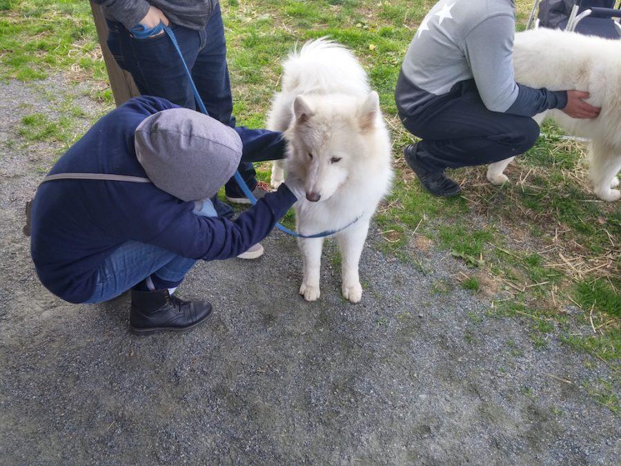 Musher Mary Wolf tends to a sled dog at a dog-sledding practice that AACC students attended.