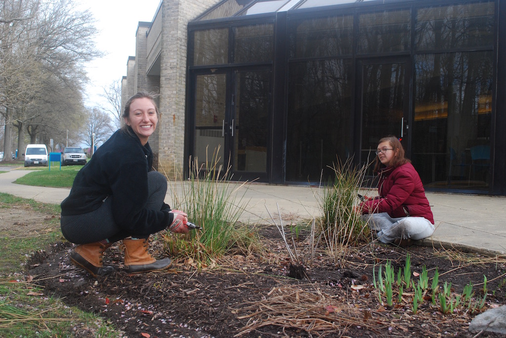 Political science major Piper Lewis helps to maintain one of the many rain gardens around campus.