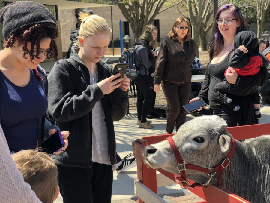 Students photograph the mini-cow during the Campus Activities Boards Earth Day event.