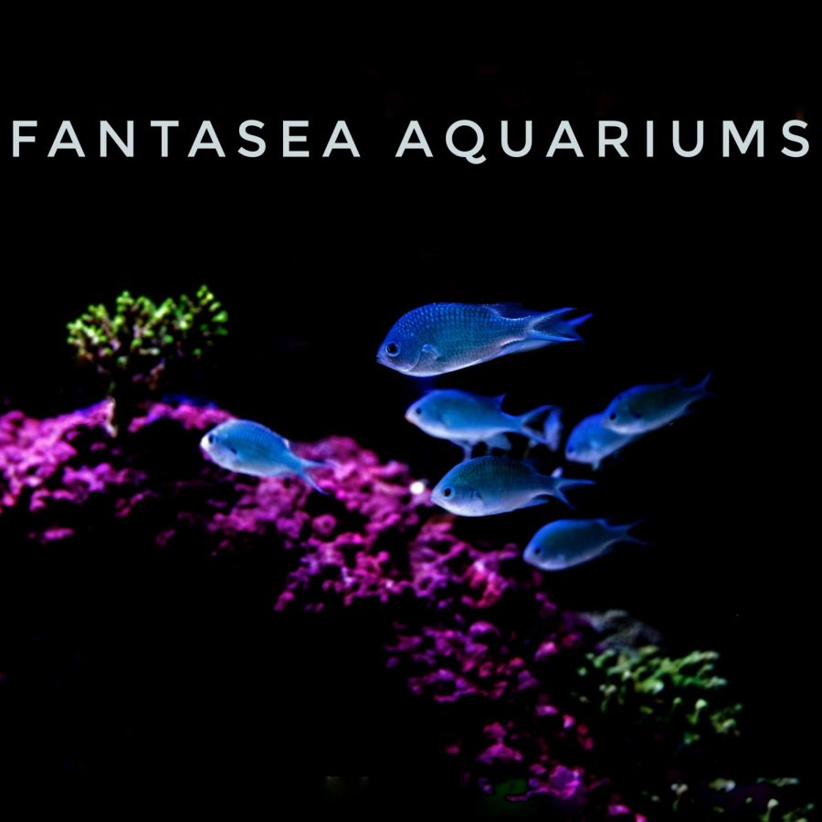 A fifth-year business student owns Fantasea Aquariums.