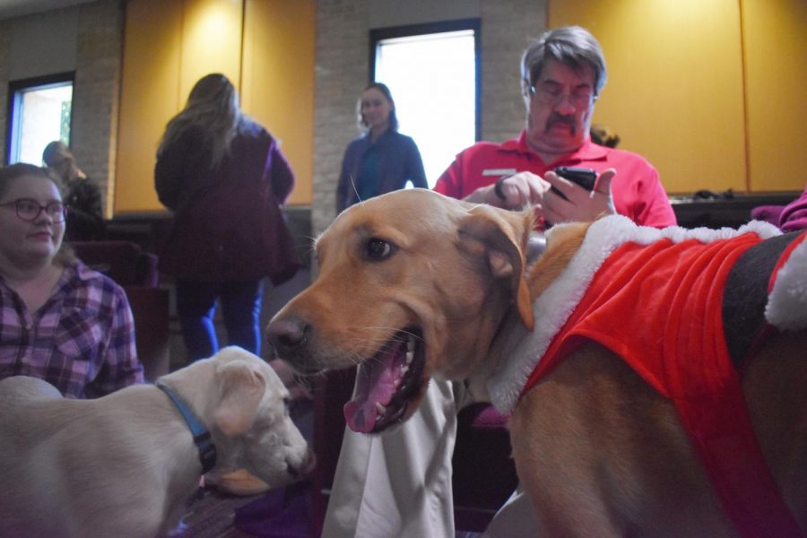 Active Minds hosts Fidos for Final, an event for students to interact with dogs to de-stress with finals. 