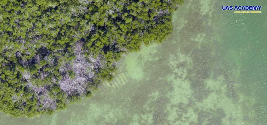 Four AACC students traveled to Florida over winter break to mend a coral reef that was damaged by storms and climate change. 