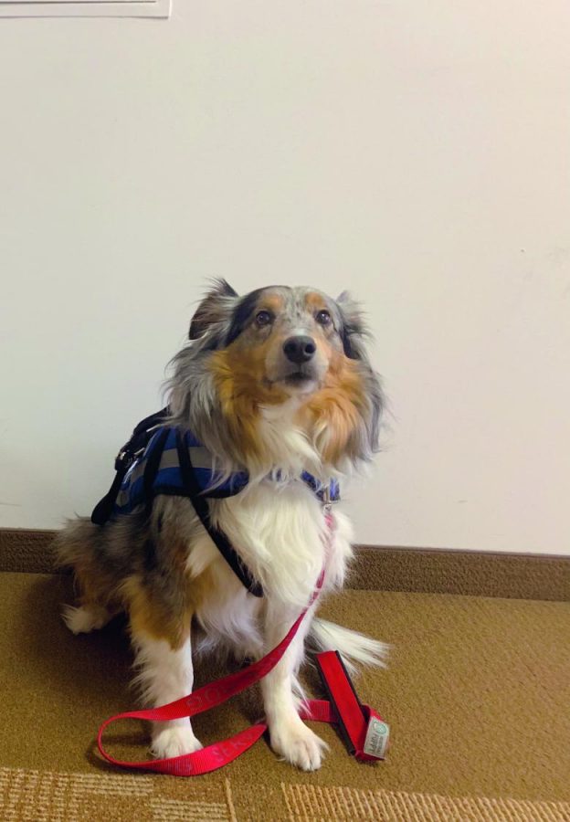 Four-year-old Sheltie Cody is first-year transfer studies student Catherine Wood’s service dog.