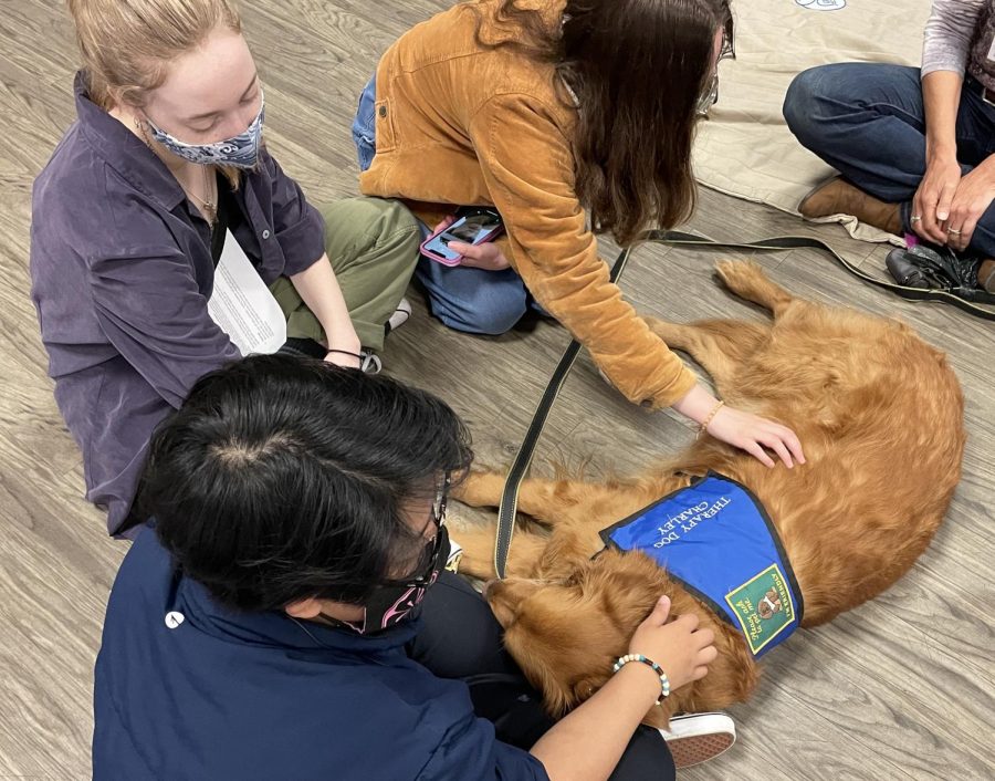 students pet dogs at stress relief event