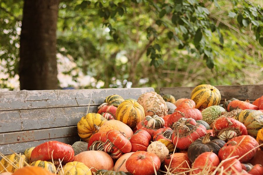 Pumpkins in a pile