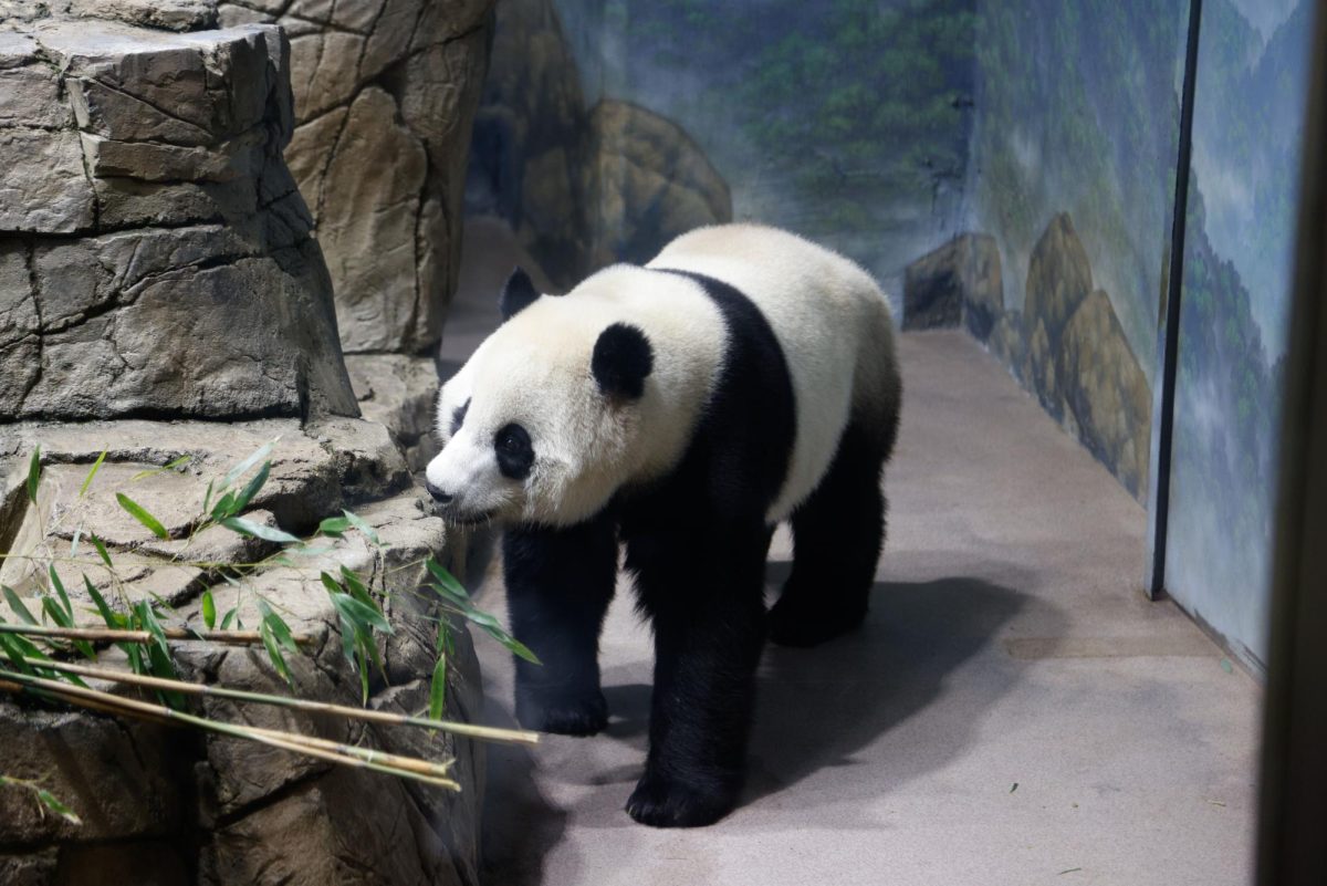 A group of AACC students visited the pandas at the national zoo on Saturday to say goodbye before they left for China.