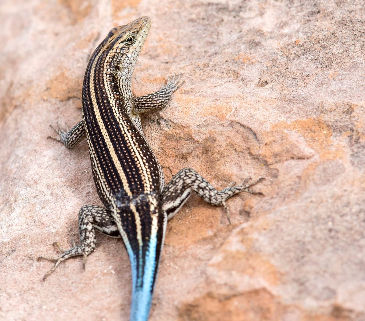 Blue-tailed skinks are slithering around all over the Arnold campus. 