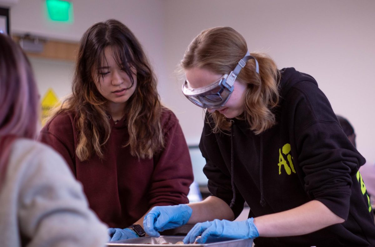 Students like Sophia Spiegel, left, and Samantha Wasley in Biology 105, AACC’s only zoology class, will perform multiple dissections by the end of the semester. 