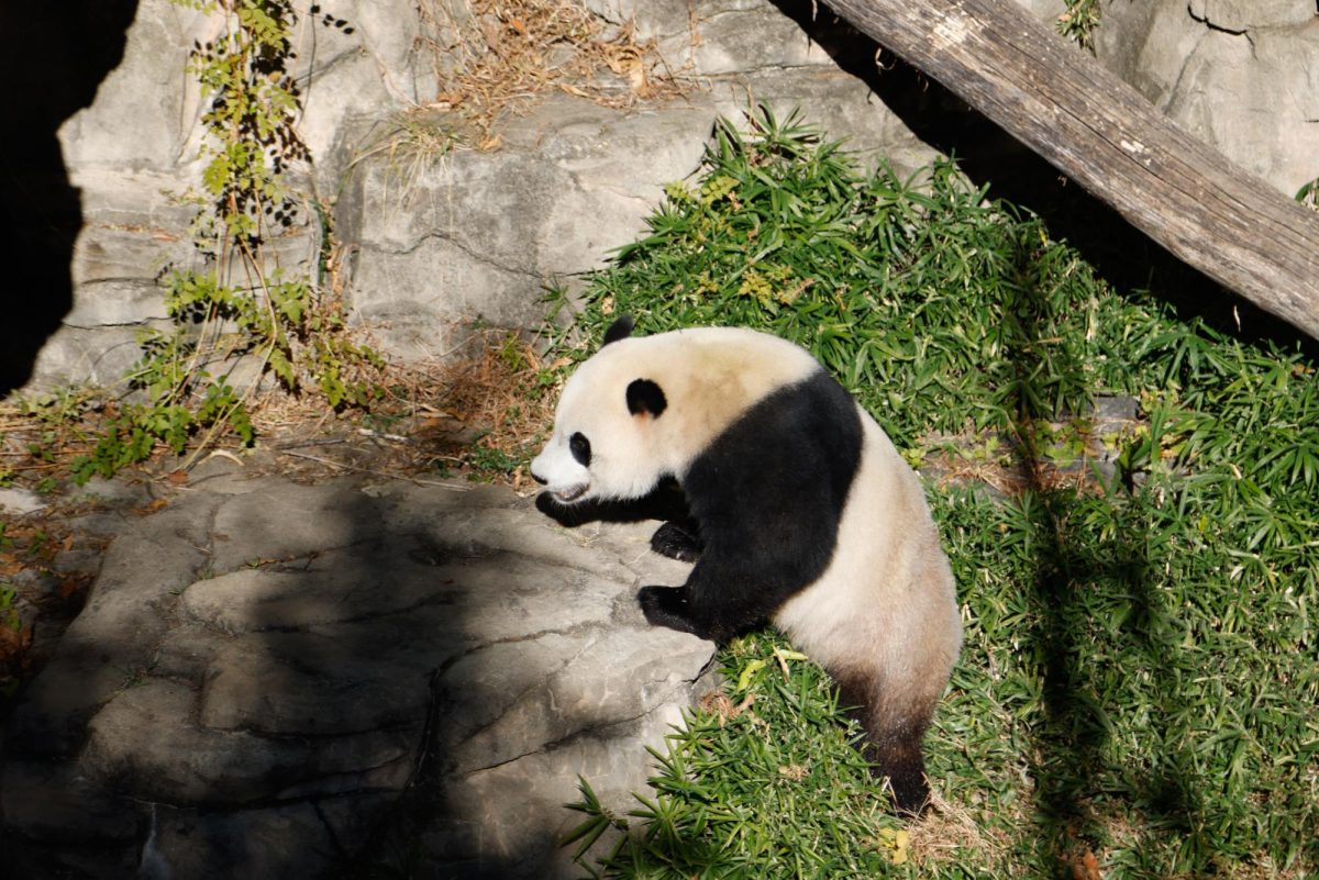 Super Science Club members traveled to the National Zoo to say goodbye to the pandas before they left.