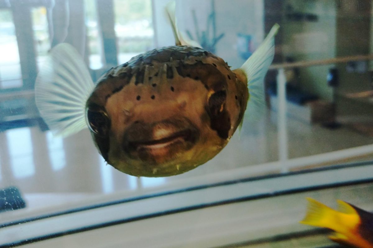An+AACC+entrepreneurial+studies+graduate+installed+half+a+dozen+fish+tanks+in+the+Health+and+Life+Sciences+Building.+Shown%2C+lab+mascot+Puffy+the+pufferfish.%0A
