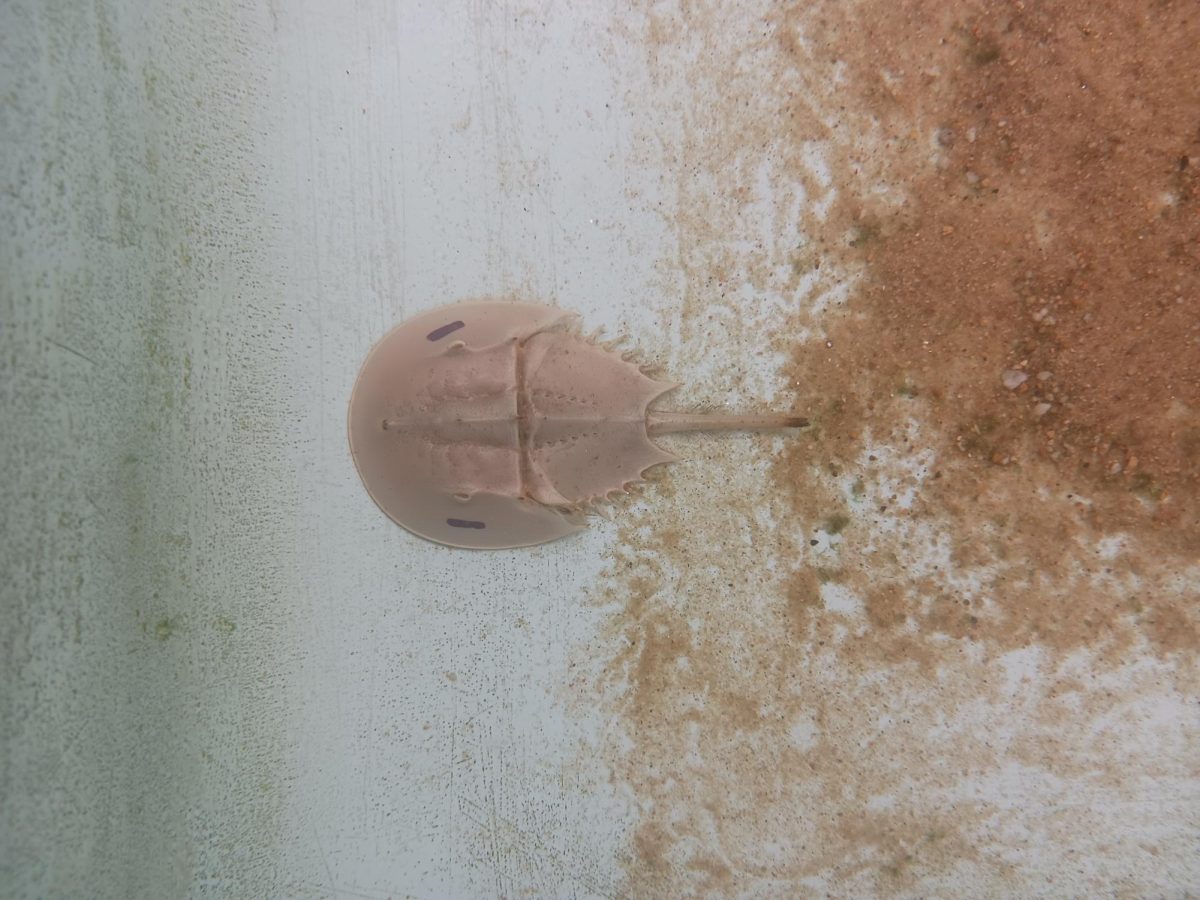 Students are studying horseshoe crabs in the Health and Life Sciences Building.