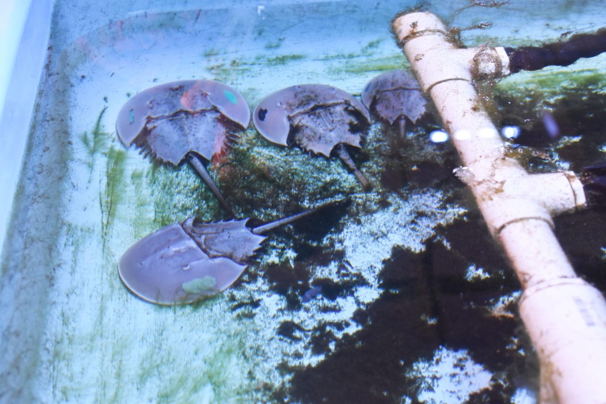 AACC’s Environmental Center is asking students to suggest names for the horseshoe crabs that live in the Health and Life Sciences Building.